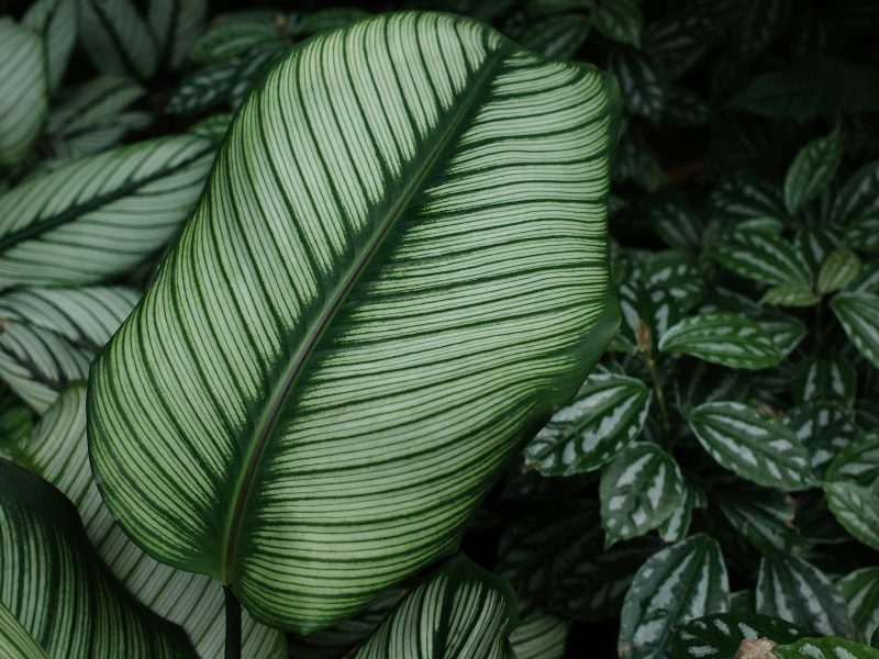 Maranta leuconeura: prayer plants and the rhythm they keep