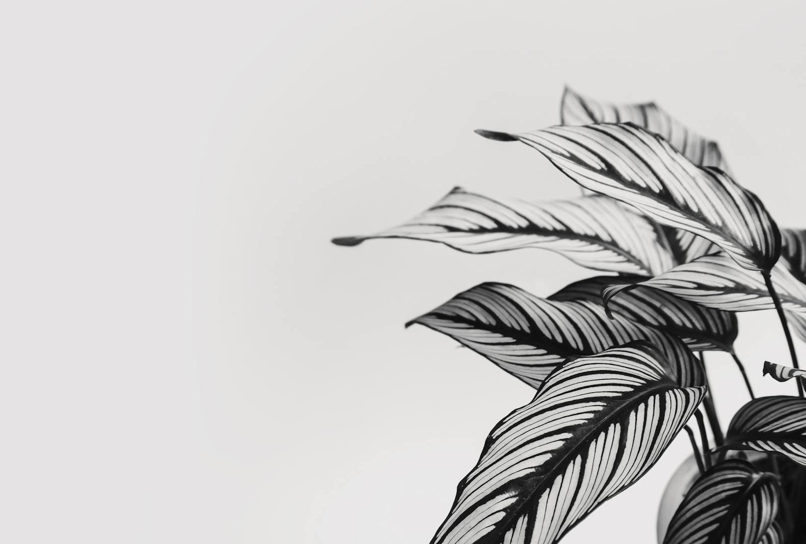 Reading Calathea leaves like a journal
