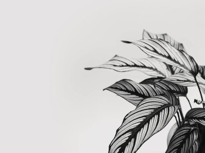 Calathea leaves arranged showing different stages of growth