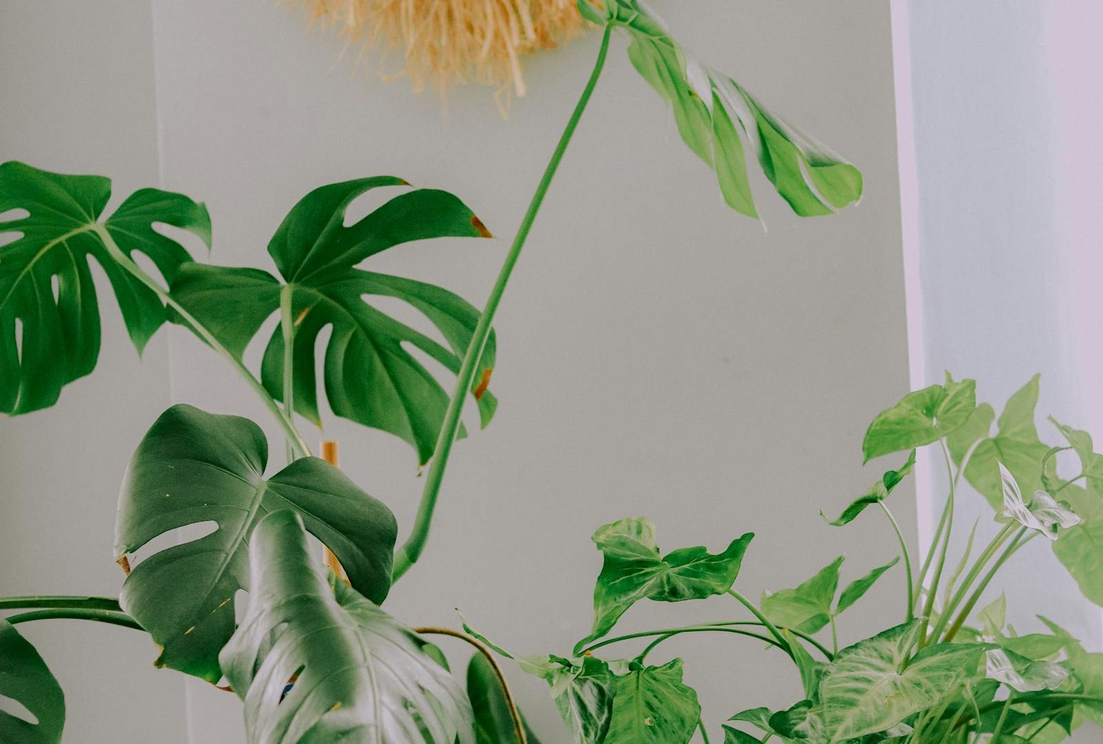 Stromanthe triostar: a study in real-world patience