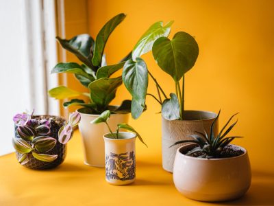 Modern grow lights over a collection of indoor plants