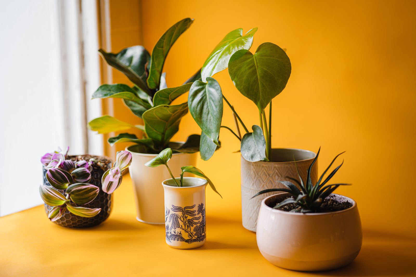 Grow lights for rare houseplants: what we use and why