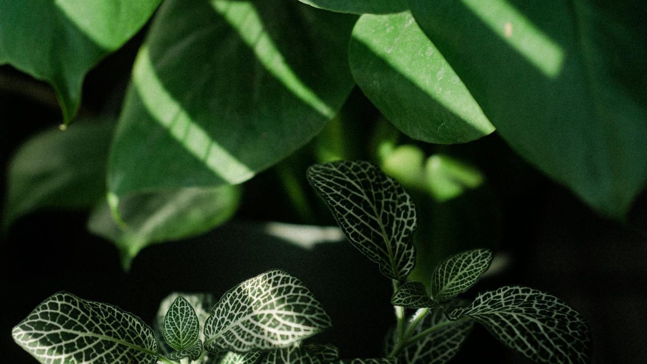 Tropical foliage in low light: what actually works