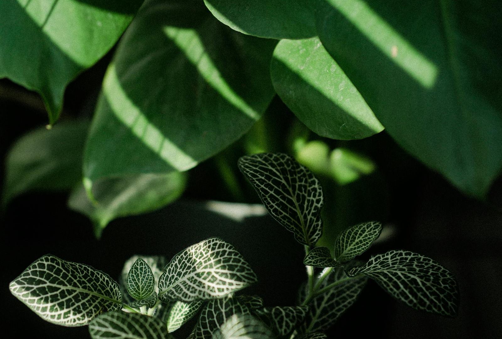 Tropical foliage in low light: what actually works