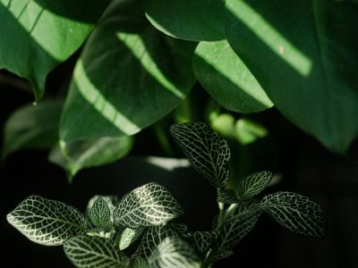 Tropical houseplants thriving in indirect natural light