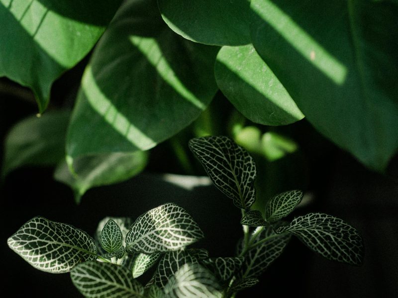 Tropical foliage in low light: what actually works
