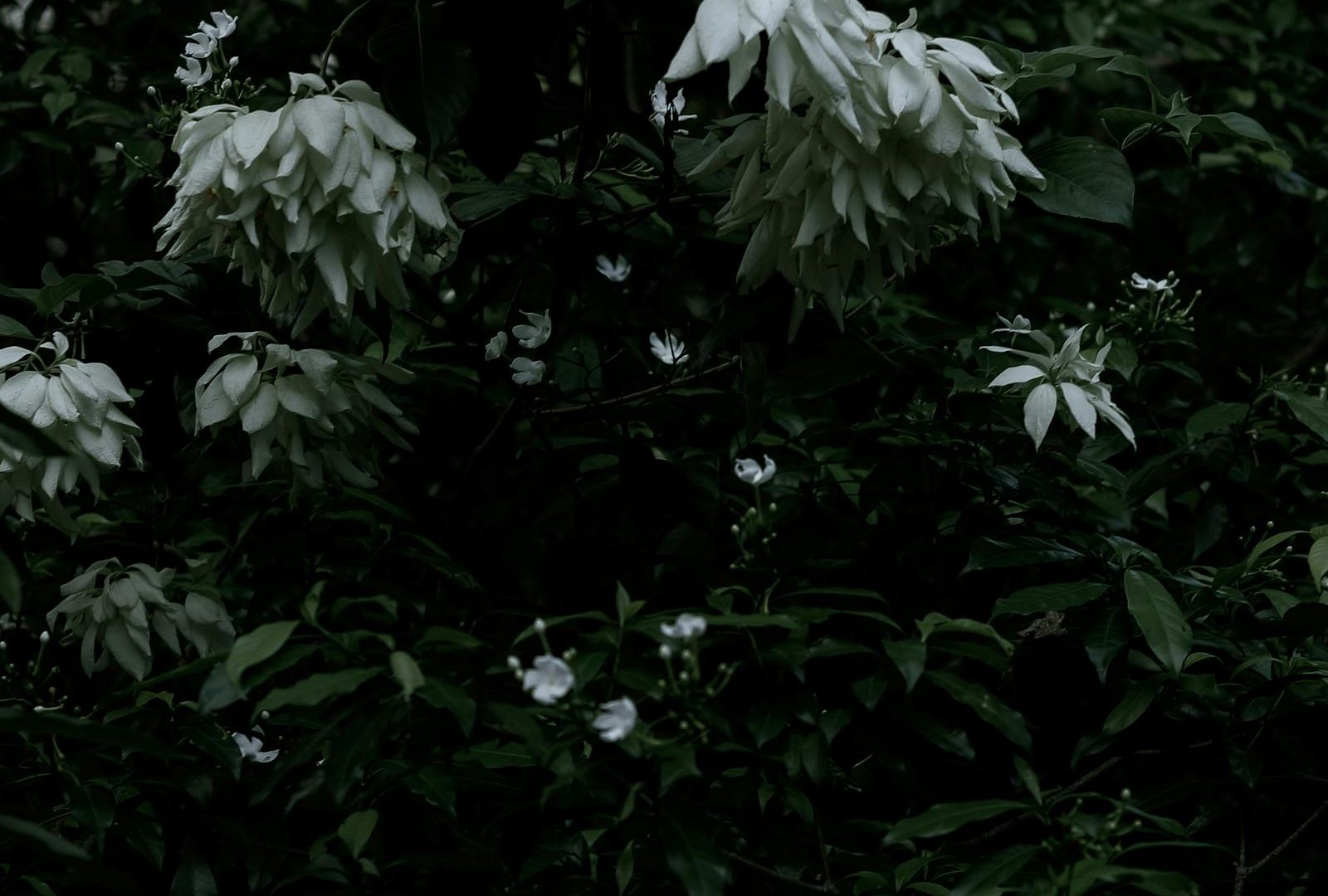 Fertilizing rare plants: a slow, opinionated guide