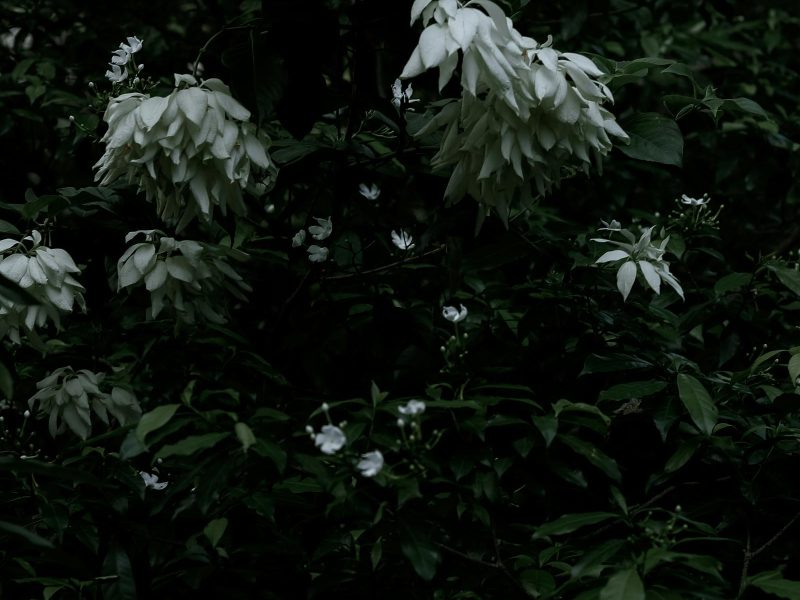 Fertilizing rare plants: a slow, opinionated guide