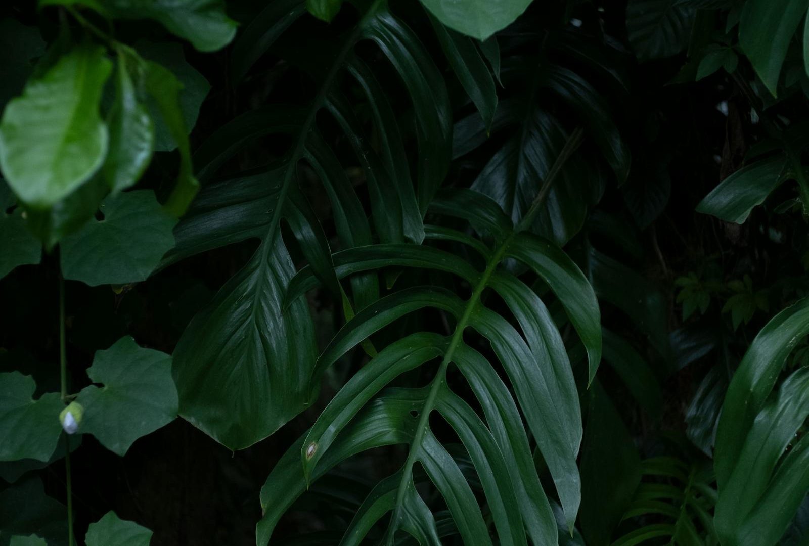 How to recover a rare plant from shipping stress