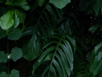 Recently shipped plant placed in a quiet recovery position
