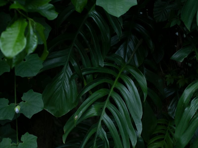 How to recover a rare plant from shipping stress
