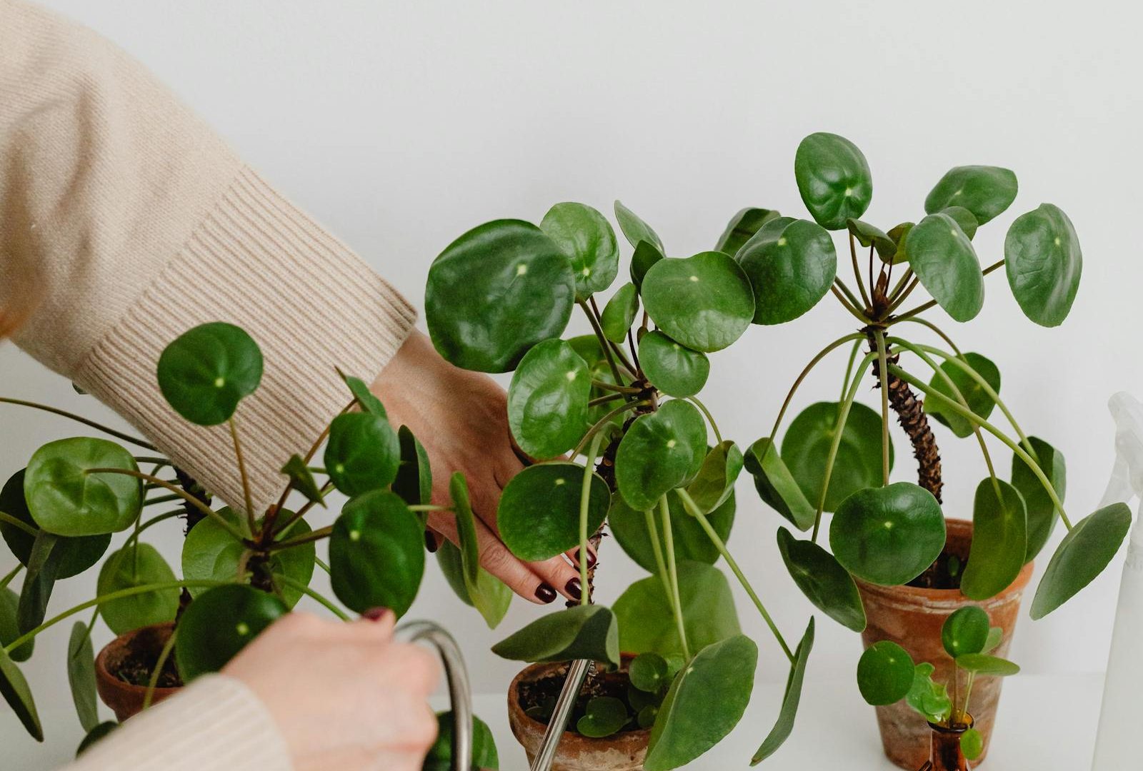 Pest isolation rituals for new plants