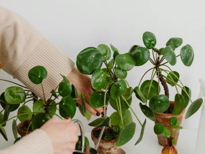 New plant being inspected for pests during isolation