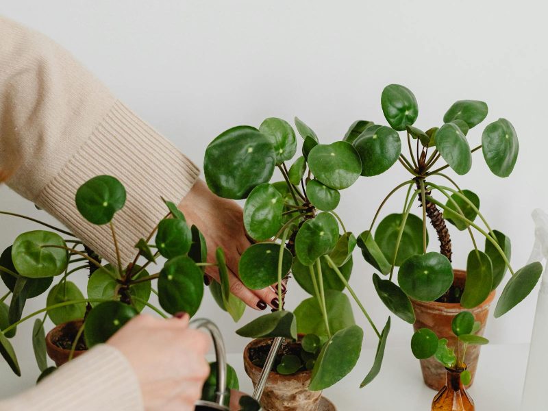 Pest isolation rituals for new plants