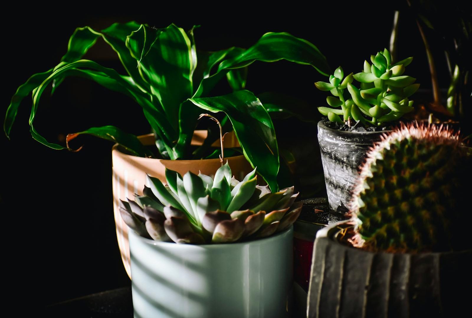 Greenhouse cabinets: are they worth it for the home grower?