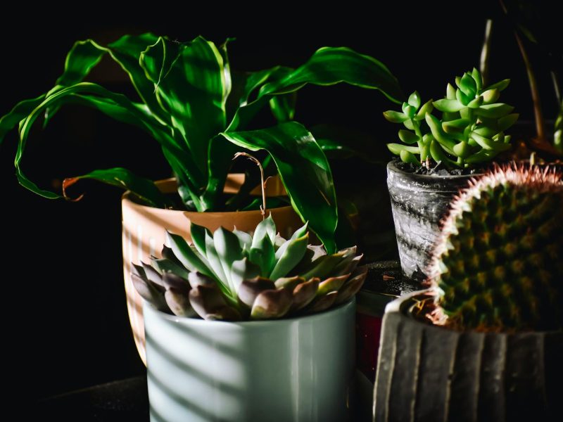Greenhouse cabinets: are they worth it for the home grower?