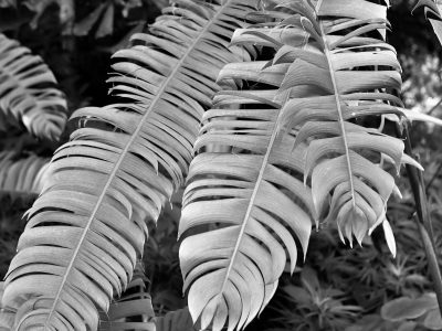Tropical plants in a pause of growth during winter