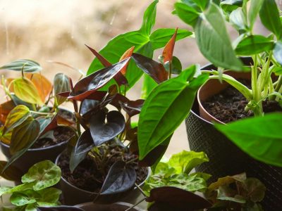Yellow leaf on a houseplant indicating stress