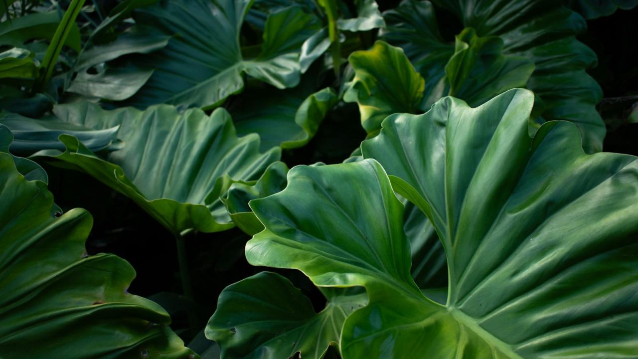 A field-tested checklist for unboxing a rare plant