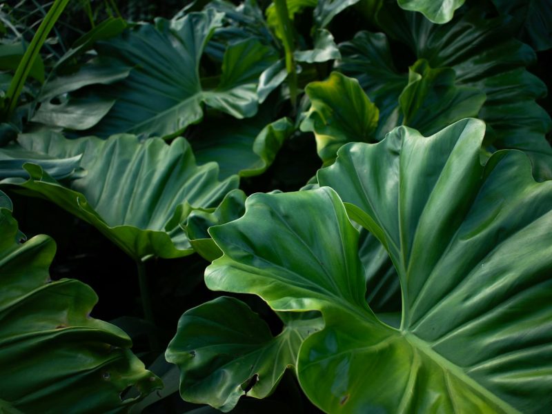 A field-tested checklist for unboxing a rare plant