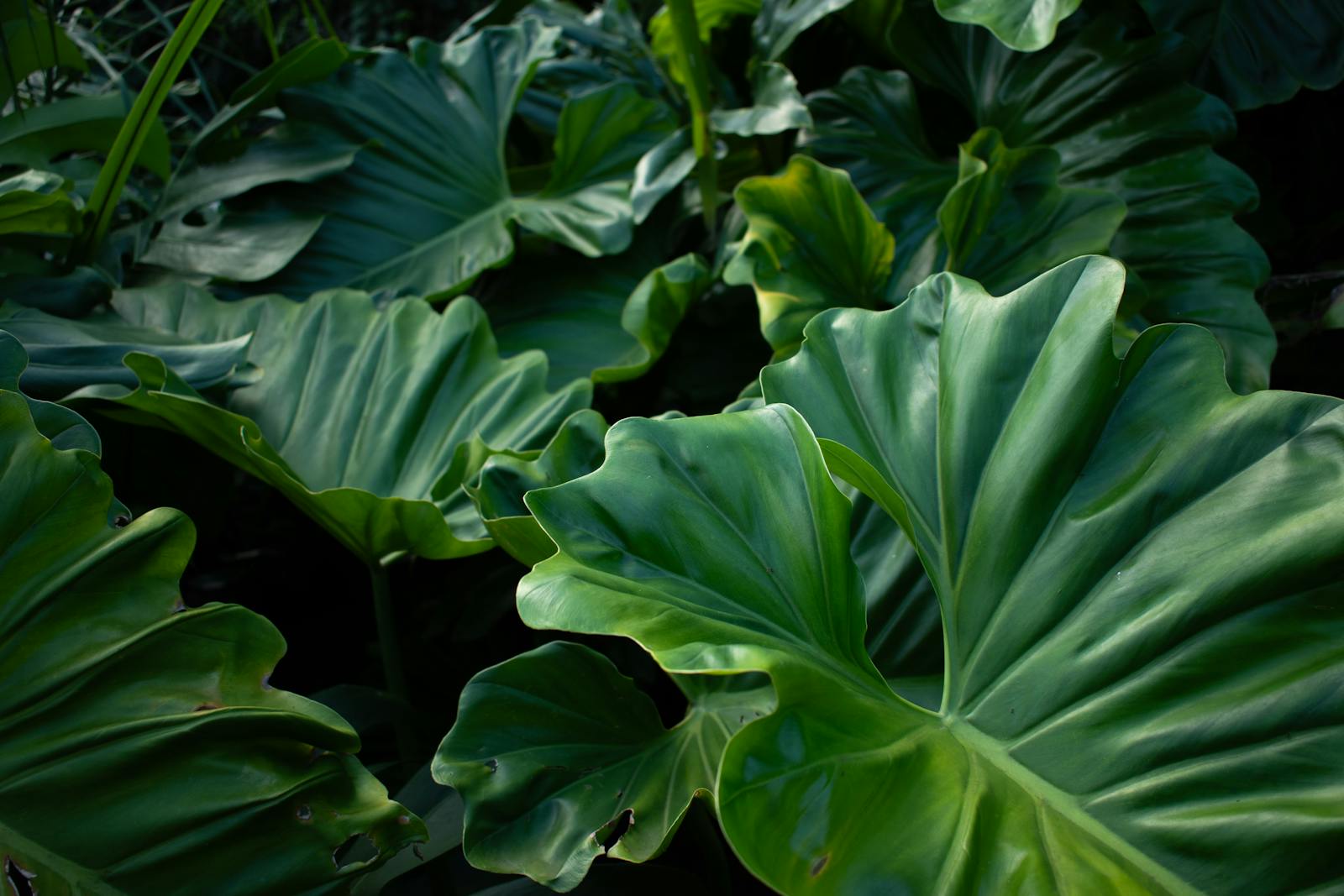 A field-tested checklist for unboxing a rare plant