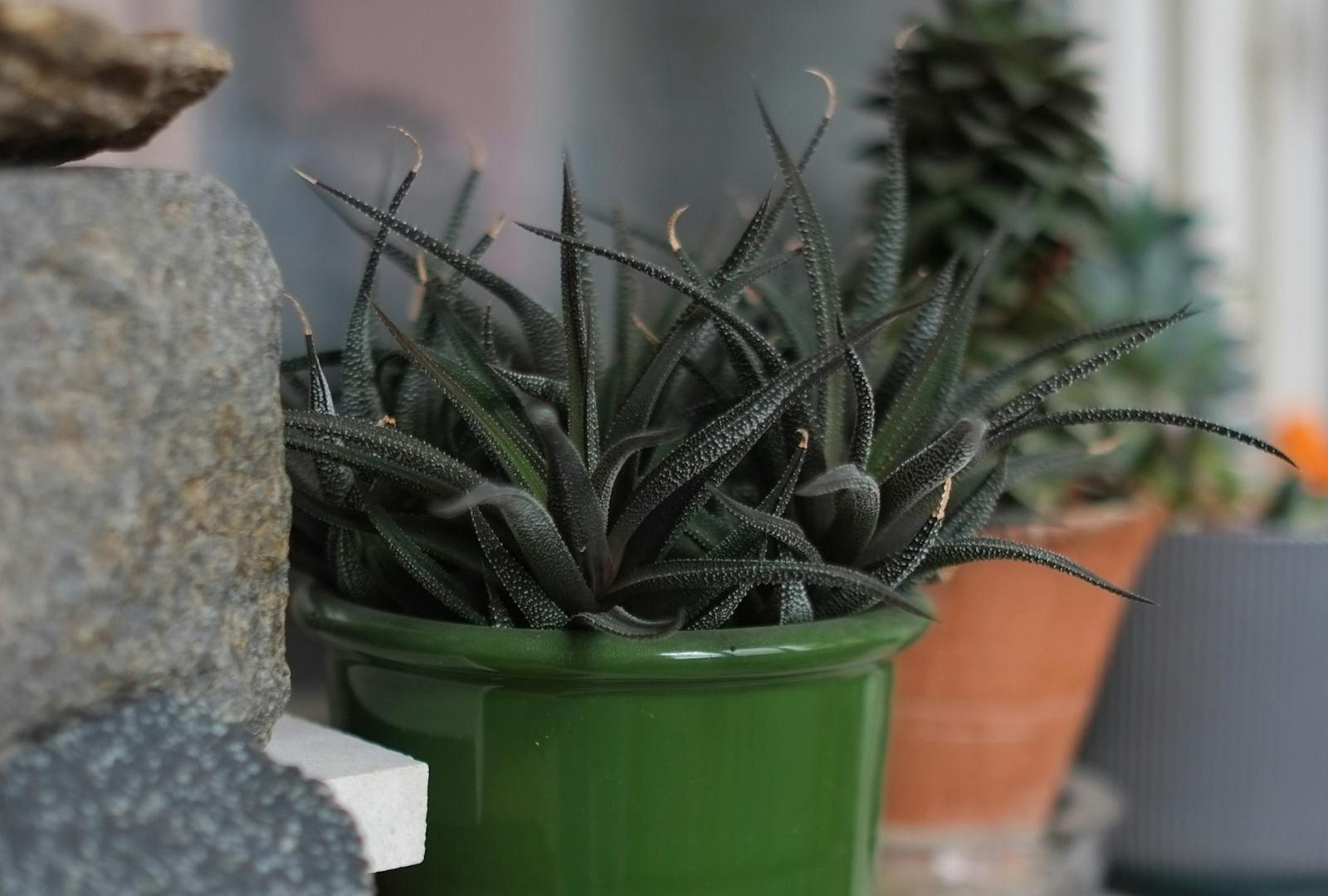 Fungus gnats: a calm, methodical guide to ending them