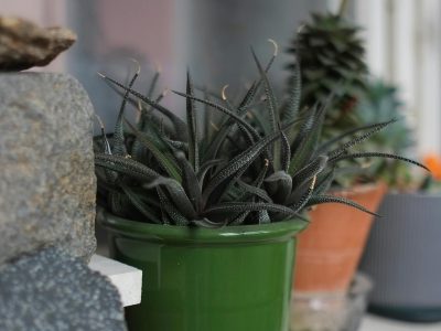 Close-up of a houseplant substrate surface with small flies
