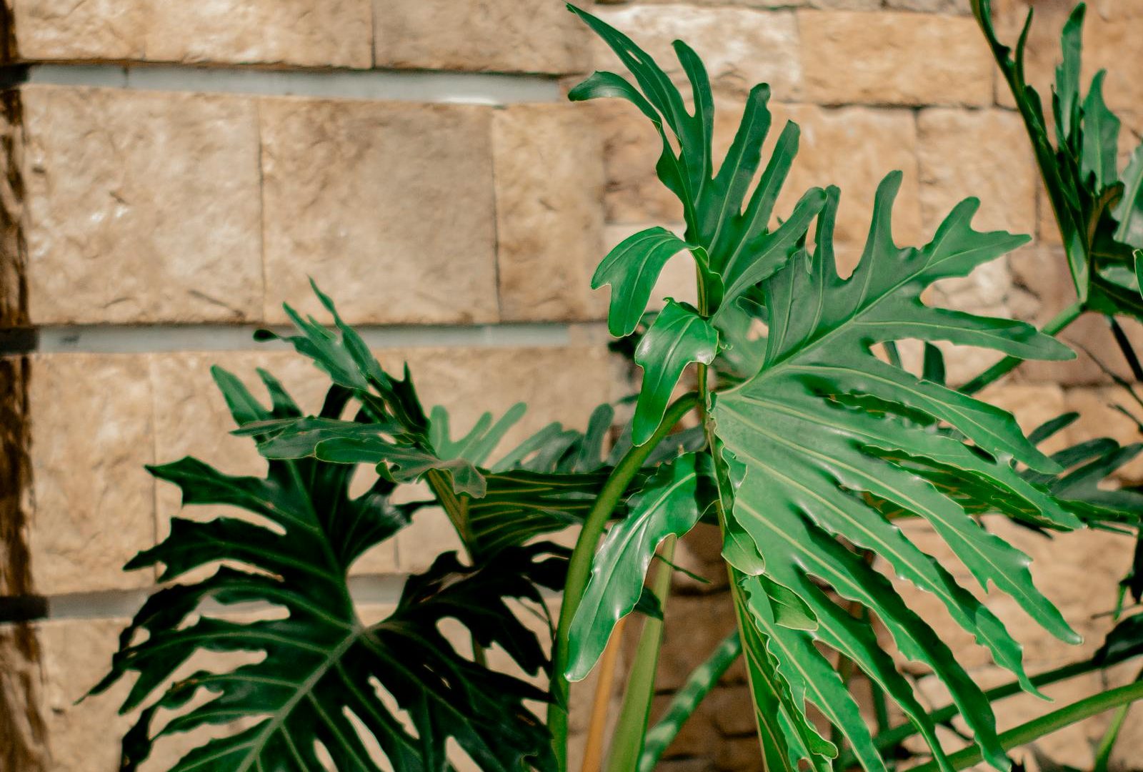 Hard water and rare plants: filtering, ratios, observations