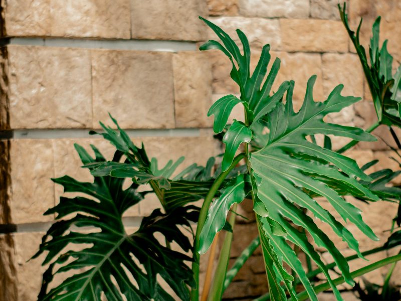 Hard water and rare plants: filtering, ratios, observations