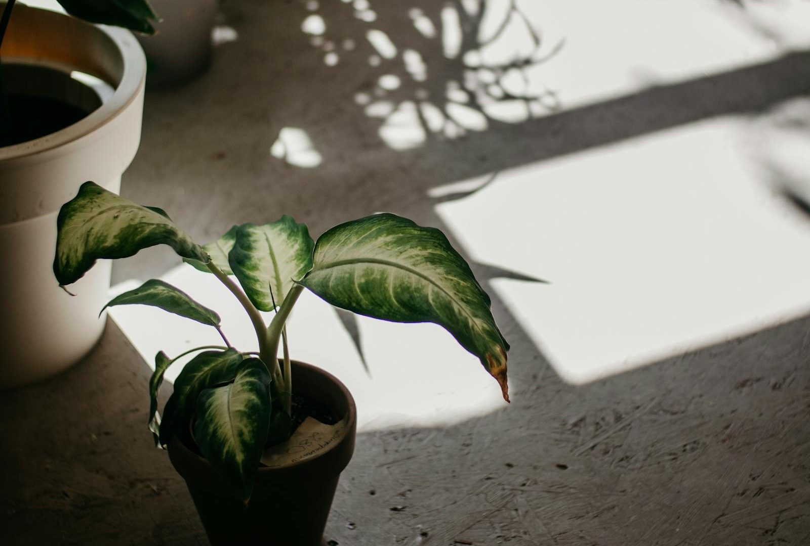 Spider mites and the rituals that keep them away