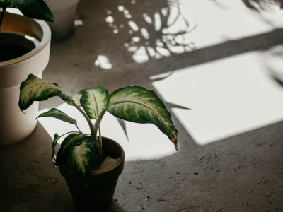 Leaves showing fine stippling damage from spider mites