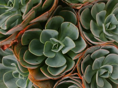 Houseplant leaves showing edges scorched by direct sun