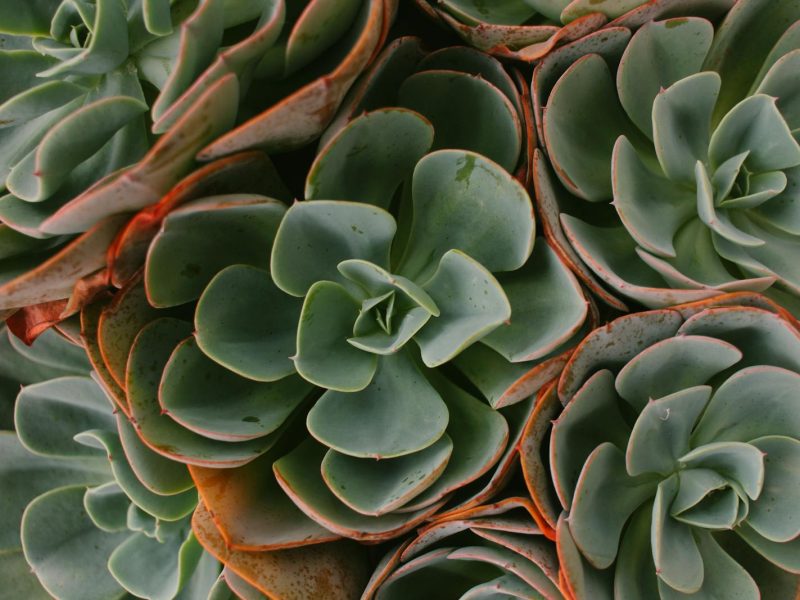 The honest truth about leaf burn