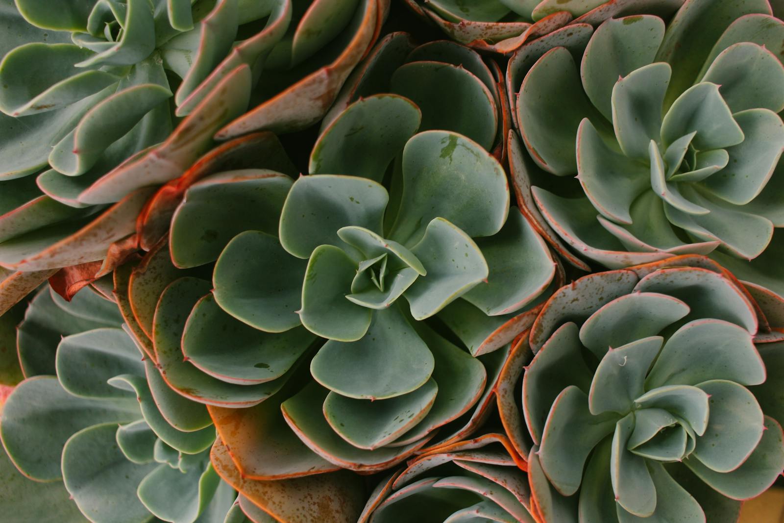 The honest truth about leaf burn