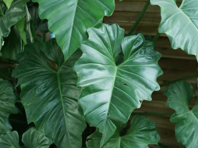 Houseplant leaf with brown crispy edges from low humidity