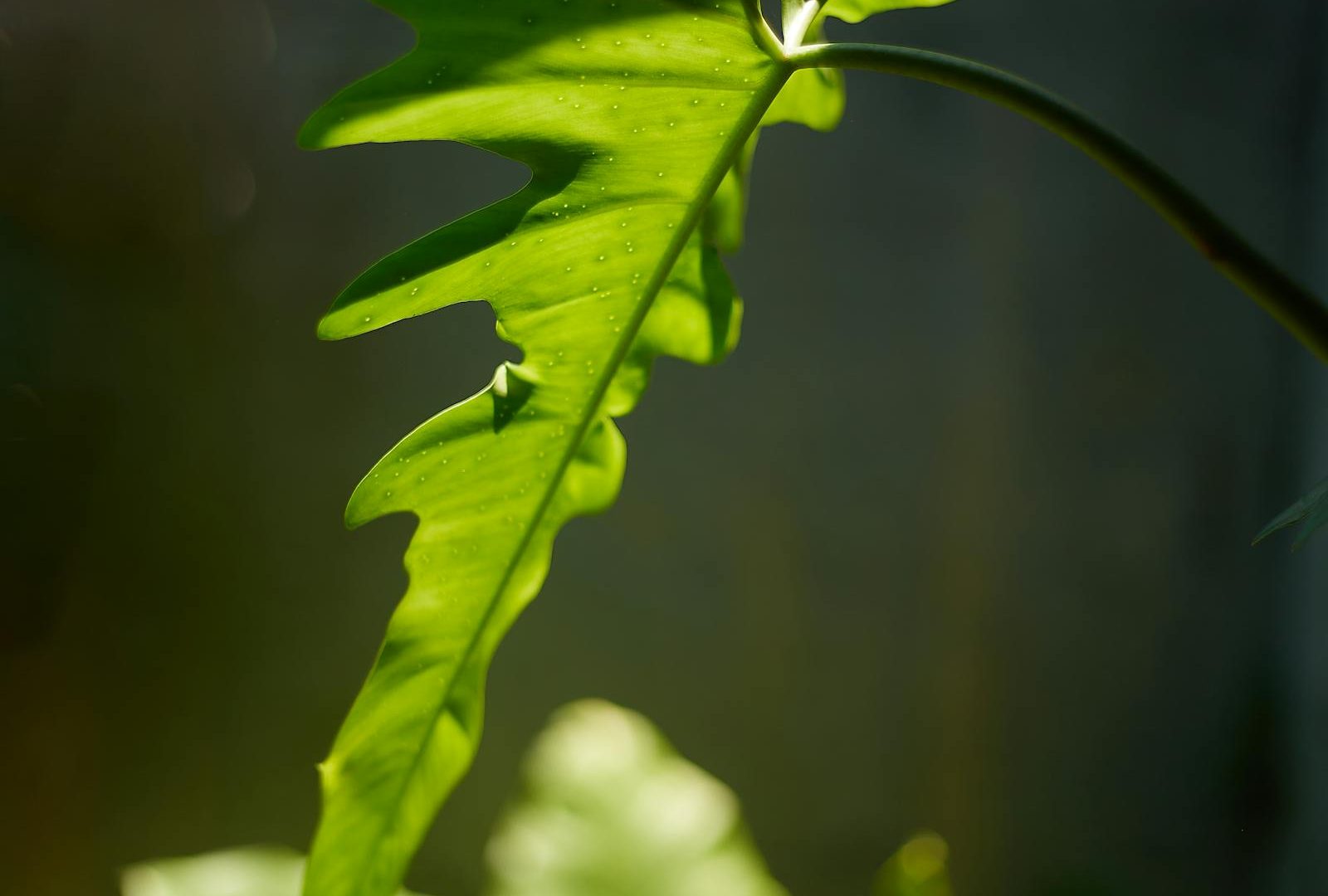 Thrips: the quiet pest most collectors miss