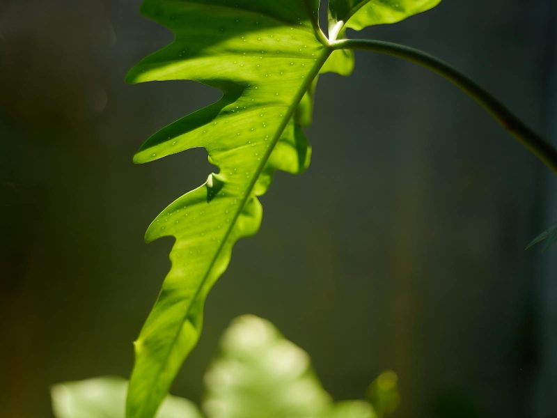 Thrips: the quiet pest most collectors miss