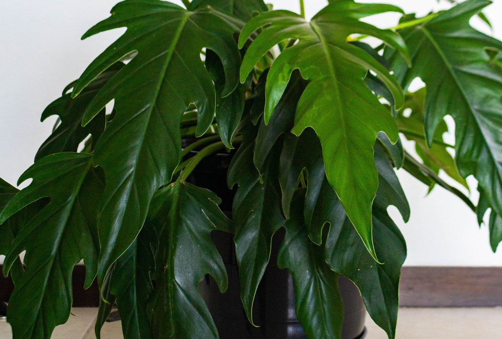 Why your new plant is dropping leaves