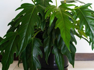 Newly acquired houseplant with some leaves dropping during acclimation