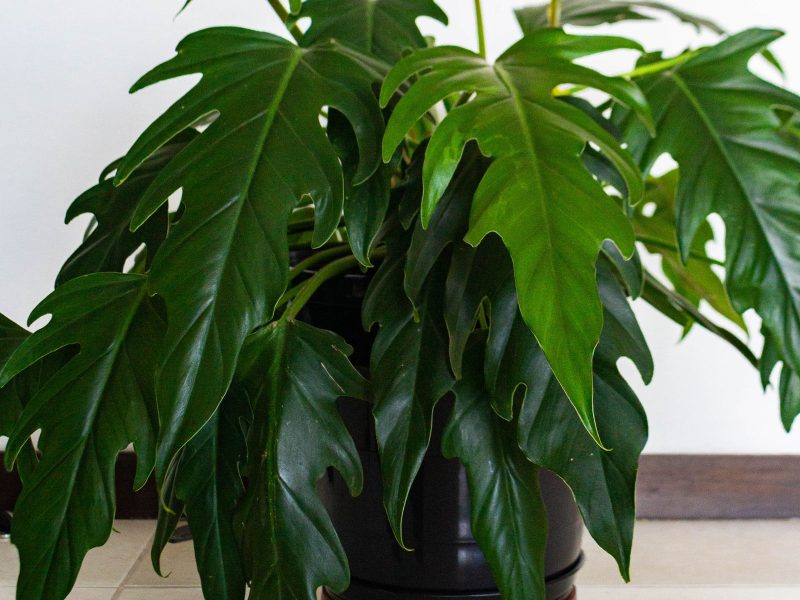 Why your new plant is dropping leaves