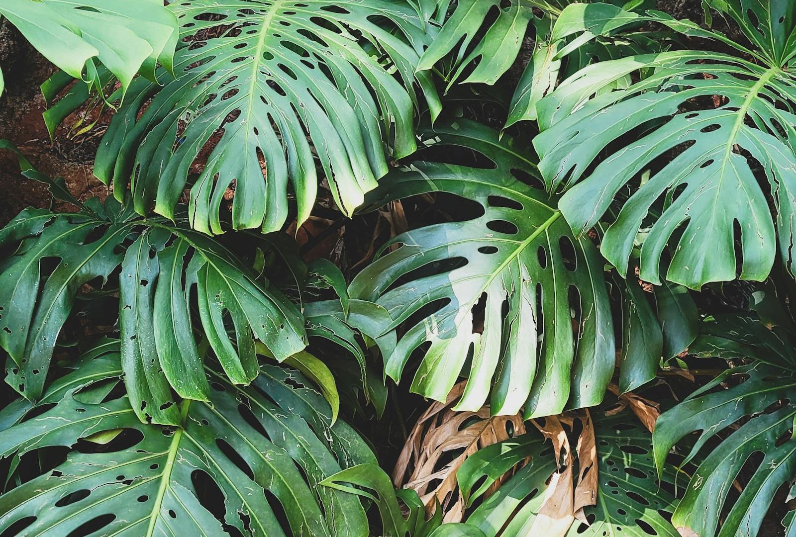 Mosaic and viruses in collector plants: when to worry