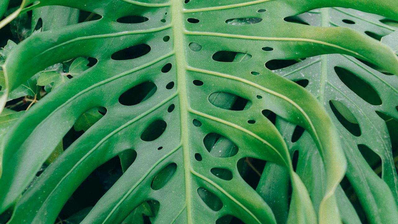 Reading distress in tropical houseplants