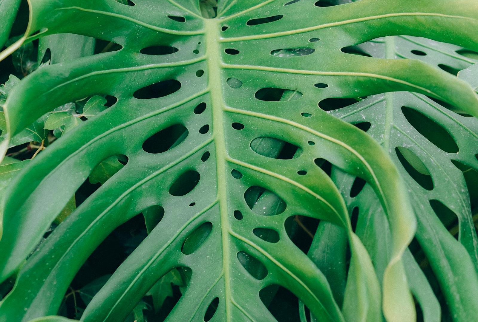 Reading distress in tropical houseplants
