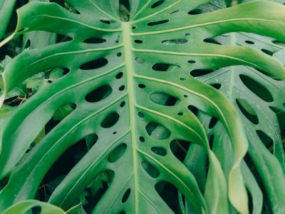 Tropical plant showing subtle signs of distress