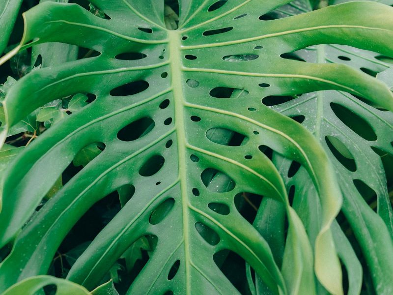 Reading distress in tropical houseplants