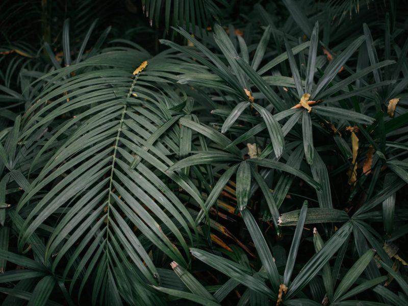 Why your plant stopped growing (and what to check first)