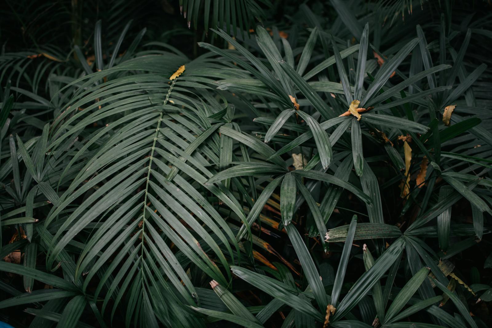 Why your plant stopped growing (and what to check first)