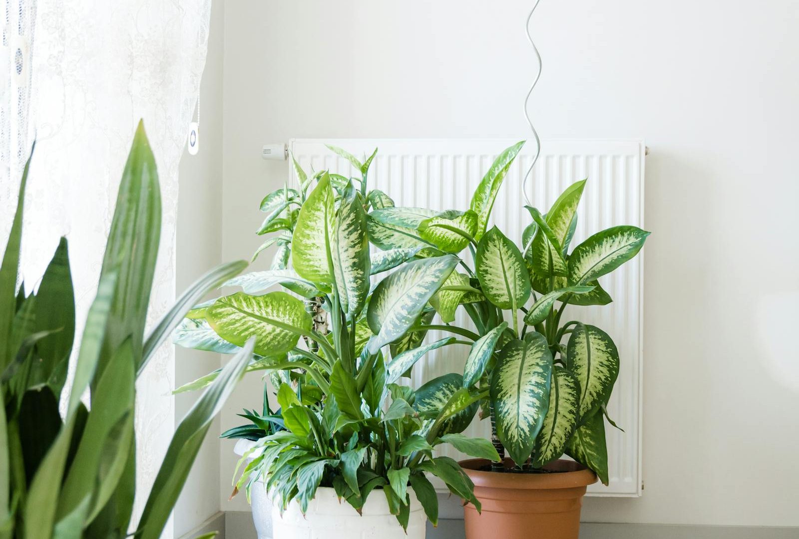 Building a plant corner that doesn’t look staged
