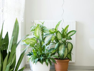 Plant corner with thoughtful styling in a real home