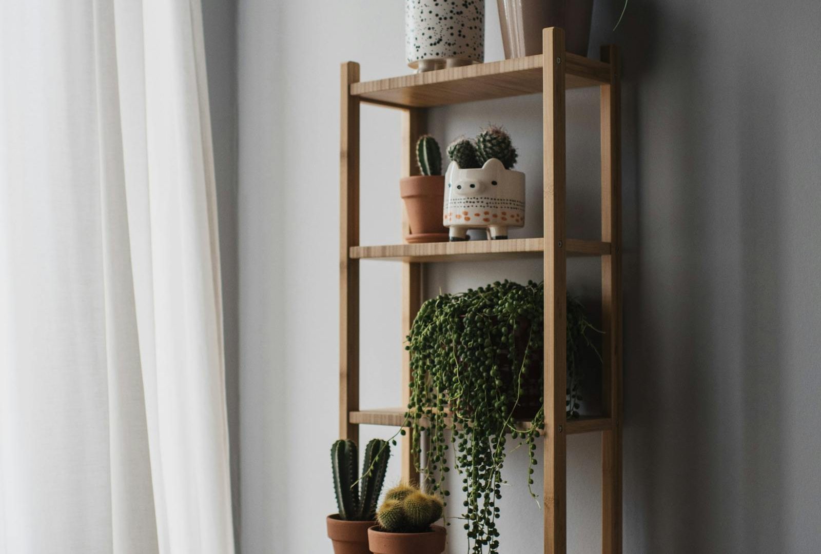 Shelves for plant collectors: practical and beautiful